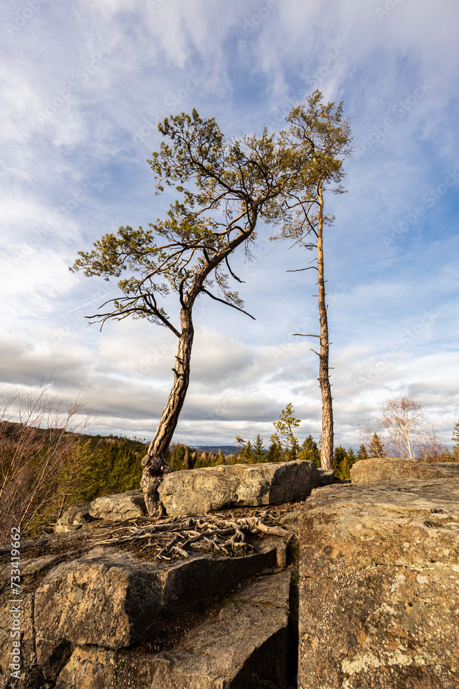 Pines on the top of the rock with blue sky on background