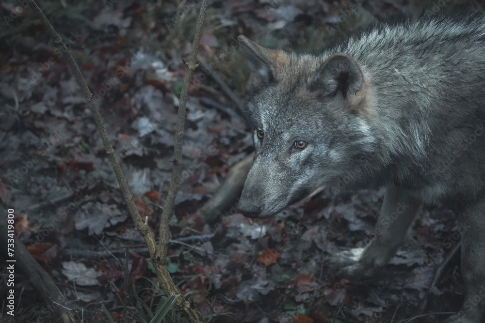 wolf in the woods portrait fluffy ears wolf in the woods portrait fluffy ears
