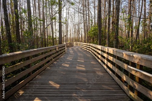 Boardwalk over wetlands of Grassy Waters Preserve in West Palm Beach  Florida on clear sunny winter morning.