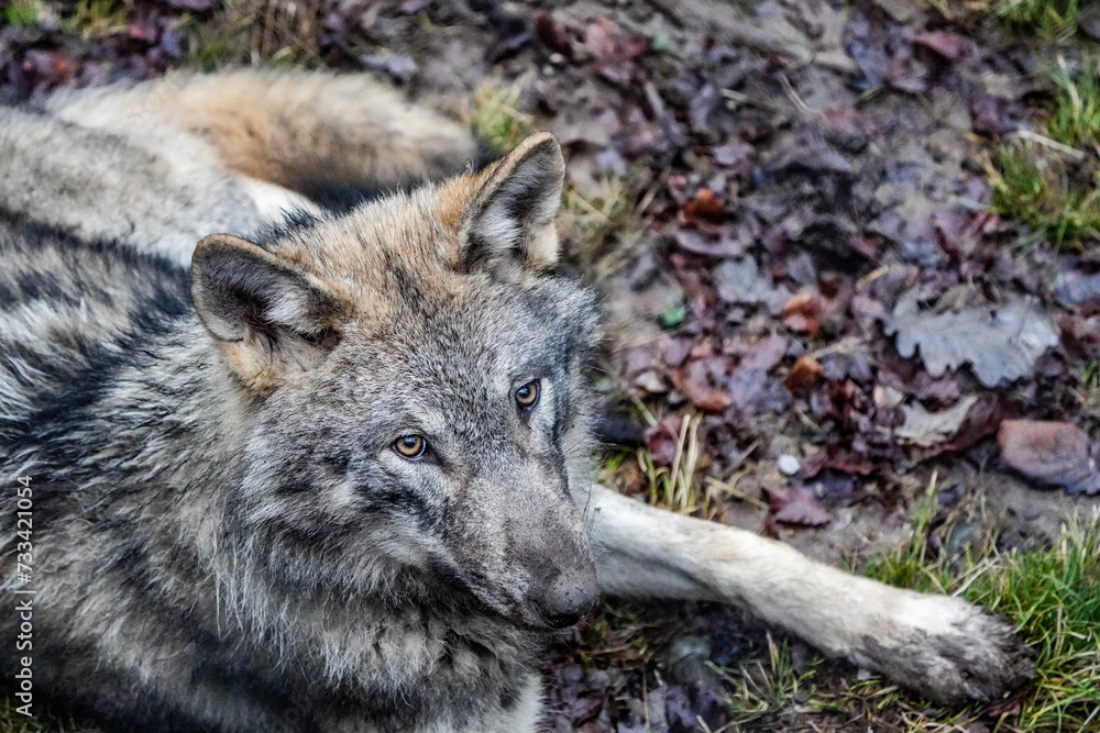 Fototapeta premium wolf in the woods