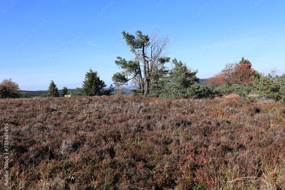 Blick auf die Herbstliche Hochheide der Gemeinde Willingen im Sauerland Blick auf die Herbstliche Hochheide der Gemeinde Willingen im Sauerland