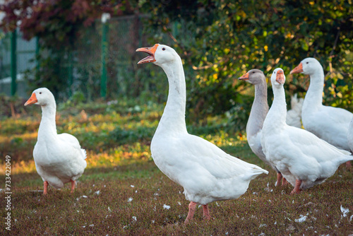 Close-up of young white geese and greylag goose strolling through the village.