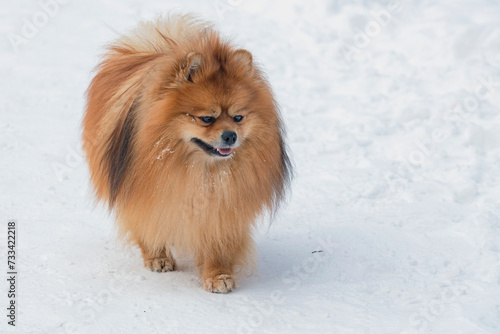 Pomeranian Spitz walks in the park in the snow in winter © Andrey