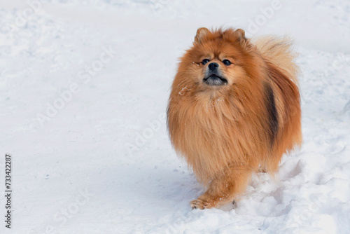 Pomeranian Spitz walks in the park in the snow in winter © Andrey