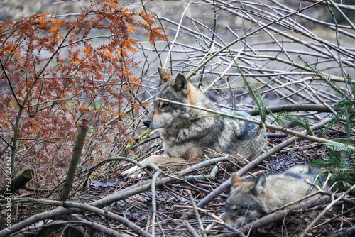 wolf laying on a throne of branches, zoo