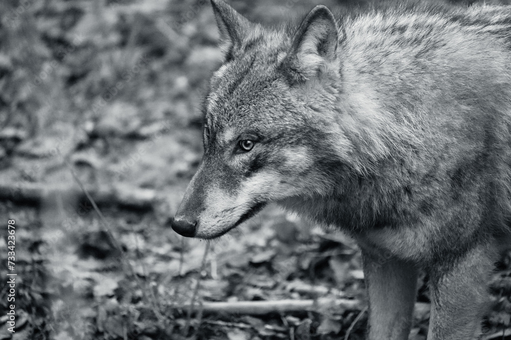 black and white picture headshot of a wolf, european wolf, tierpark langenberg, switzerland black and white picture headshot of a wolf, european wolf, tierpark langenberg, switzerland