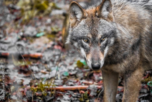 gray wolf lupus, european wolf, switzerland