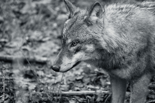 black and white picture headshot of a wolf  european wolf  tierpark langenberg  switzerland