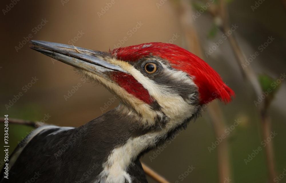 woodpecker in forest woodpecker in forest