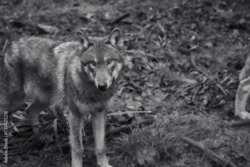 black and white picture headshot of a wolf, european wolf, tierpark langenberg, switzerland