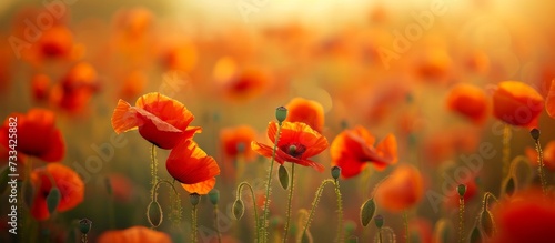 Vibrant Poppies Dance in a Blurred Field, Creating a Stunning Background of Poppies, Field, and Blurred Background