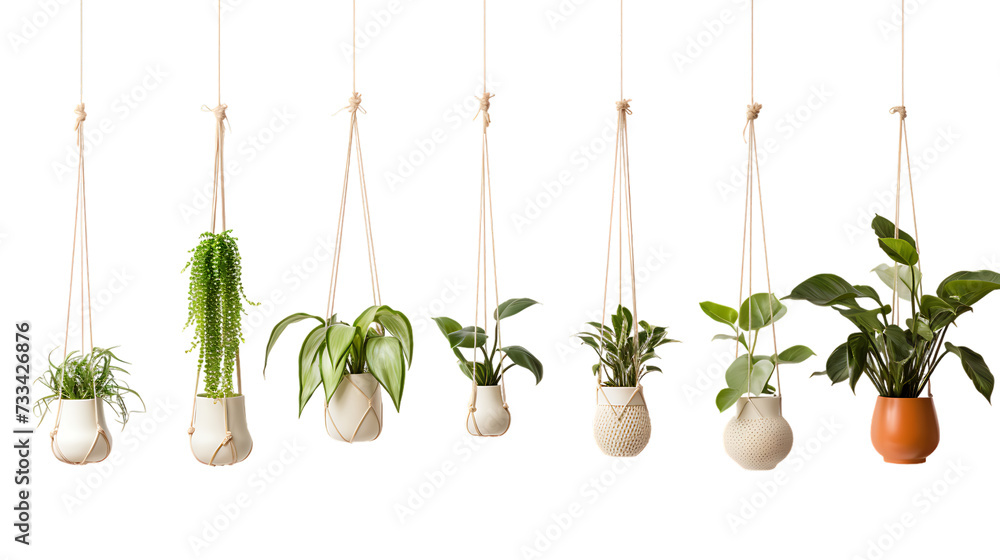 Plants hanger isolated on white background png - obrazy, fototapety, plakaty 