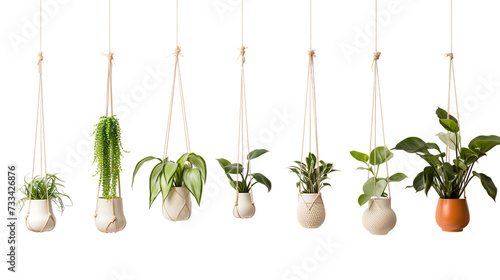 Plants hanger isolated on white background png