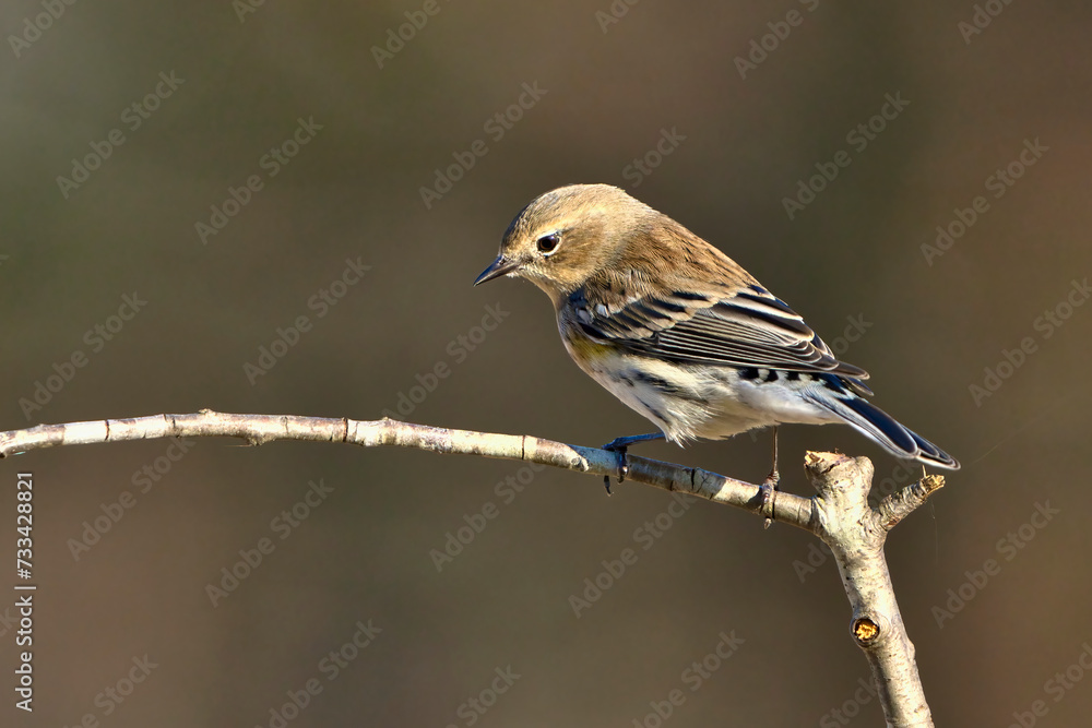 Fototapeta premium Yellow rumped warbler in Dover, Tenness