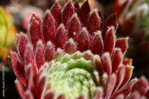 rojnik Erika Sempervivum