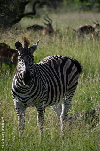 Zebra in Kruger National Park   Safari   South Africa