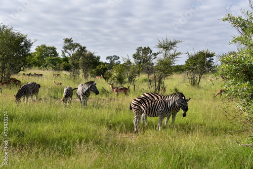 Zebra in Kruger National Park   Safari   South Africa