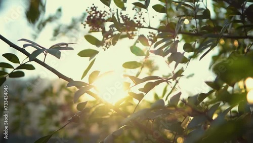 Sun rays through leaves