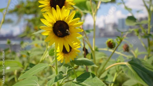 Bee on sunflower waving in the wind with Manhattan skyline