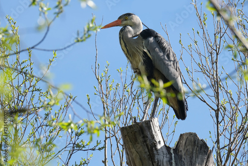 gray heront, Ardea cinerea, massive long-legged wading bird with long neck, curved beak sits high in tree, migration birds of family Ciconiiformes, nest on coast of lakes, seas, wildlife protection photo