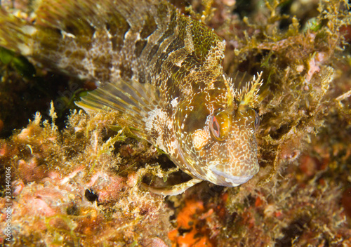 fish under water Bavosa gattoruggine -Parablennius gattorugine. Tompot blenny. Parco Capo Caccia Alghero. Sardegna. Italia photo