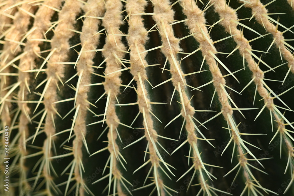 close-up of cactus, green needles of cactus close-up, cactus texture as background, cactus needles green cactus texture
close-up of cactus, green needles of cactus close-up, cactus texture as background, cactus needles green cactus texture