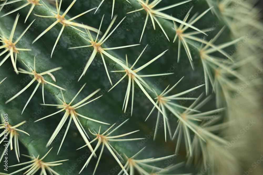 cactus texture, cactus needles close-up, cactus lines close-up, macro succulent needles close-up, green texutra succulent cactus texture, cactus needles close-up, cactus lines close-up, macro succulent needles close-up, green texutra succulent