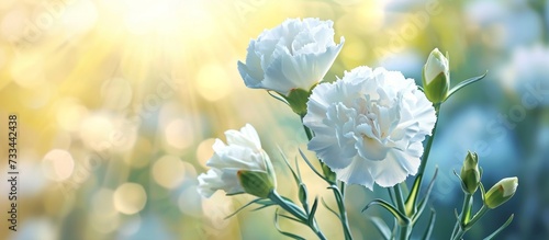 Spring nature with blurred background showcasing a blooming white carnation. photo