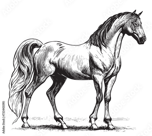 Beautiful horse standing hand drawn