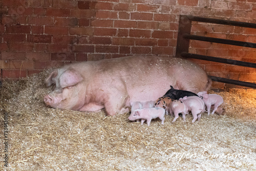 piglets  photo