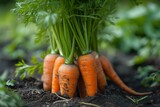 Vibrant orange root vegetables thrive in the earth, embodying the natural and nourishing essence of vegan and vegetarian diets, as a group of baby carrots and carrot sticks emerge from the ground in 