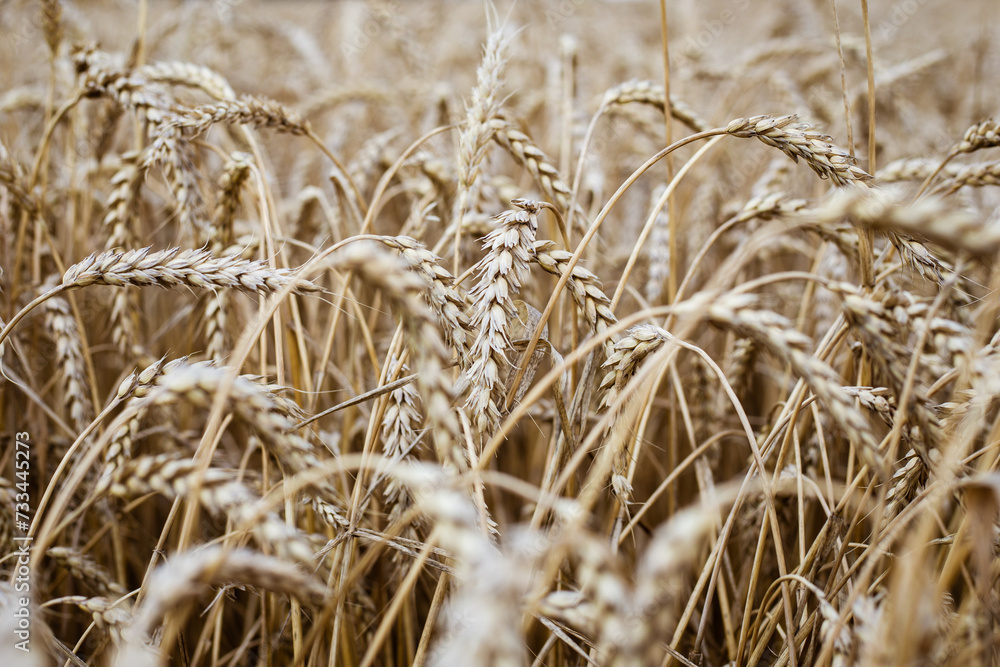 Fototapeta premium Spikelets of wheat grow on a field on an autumn day, selective focus. Wheat background.
