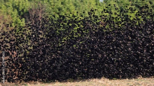 Thousands upon thousands of Red Winged Blackbirds migrating together over a large field.