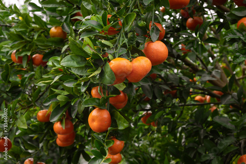 Close-up tangerines on the tree. Sweet tangerines of deep orange color. Fresh fruits on the tree in the tangerine garden.