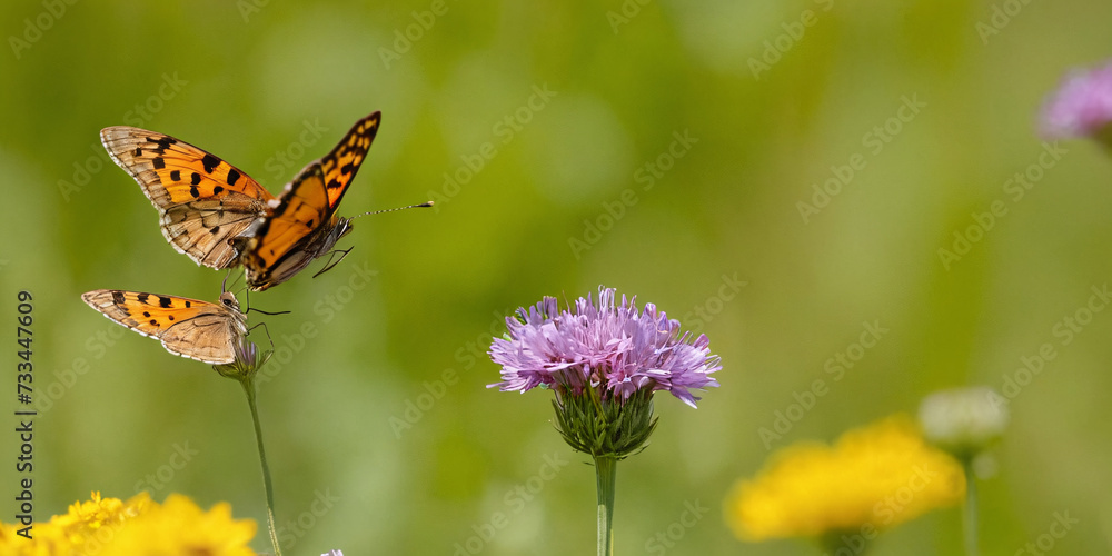 Butterflies fluttering over wildflowers in a meadow in the summer. Butterflies fluttering over wildflowers in a meadow in the summer.