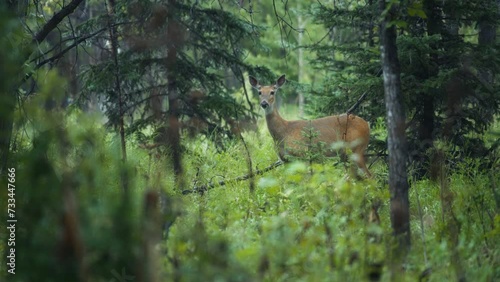 Deer grazing in the pine forest while it's raining. Slow motion. 