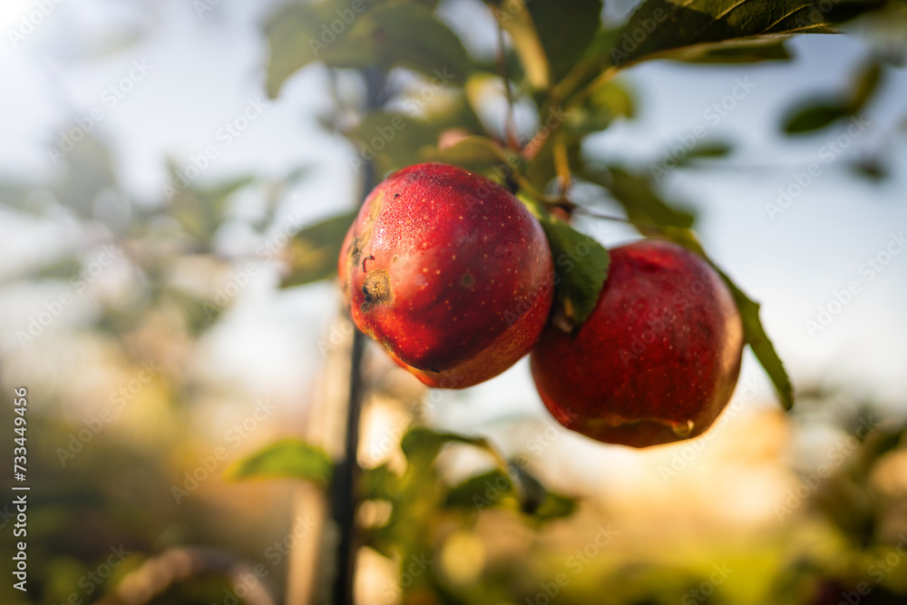 Obraz premium own apple orchard - home-made apples - taste and true nature