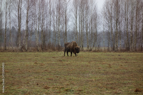European bison foraging on grassland near the village Teremiski in the Bialowieza Forest, Poland