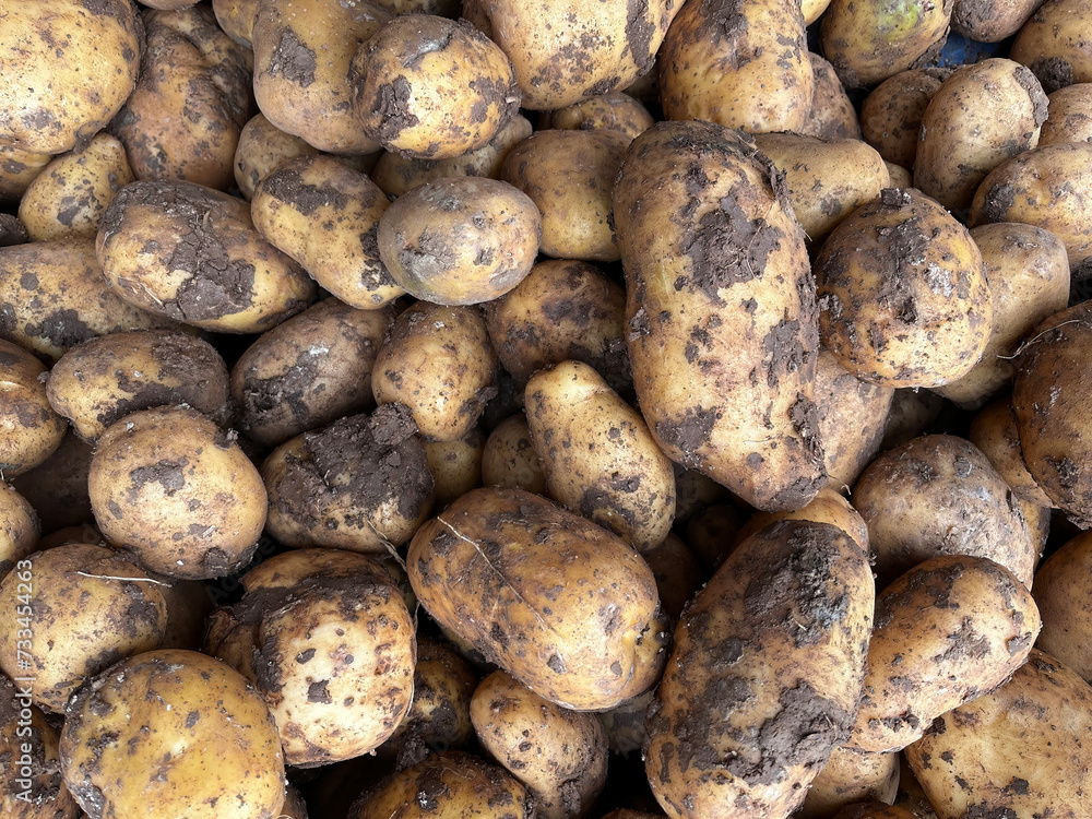 Muddy potatoes, freshly dug out of the ground and sold on the stall. Muddy potatoes, freshly dug out of the ground and sold on the stall.