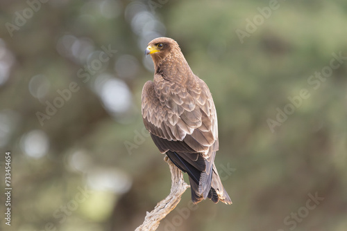 Fotografía yellow-billed kite - Milvus aegyptius perched at green  backgound