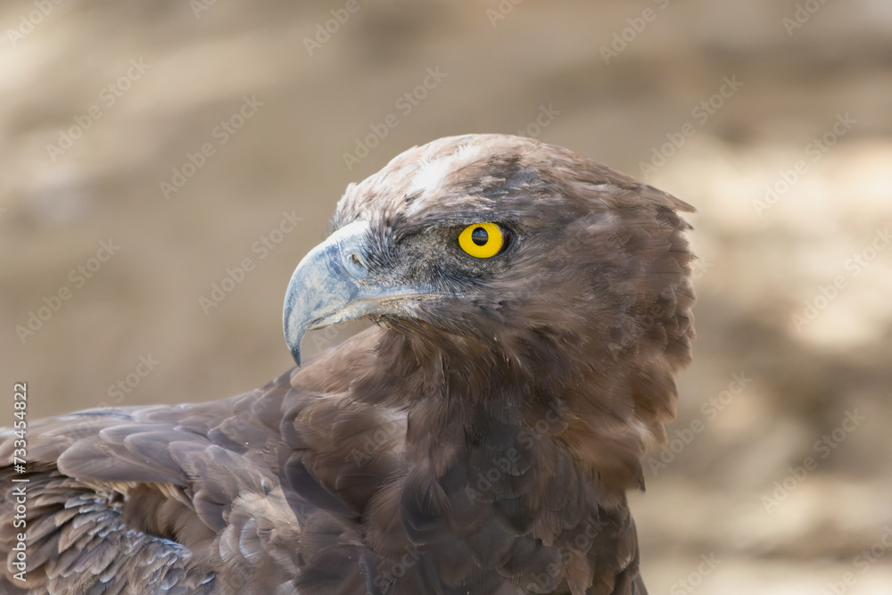 Portait of brown snake eagle - Circaetus cinereus at brown background. Photo from Kgalagadi Transfrontier Park in South Africa. Endangered species. Portait of brown snake eagle - Circaetus cinereus at brown background. Photo from Kgalagadi Transfrontier Park in South Africa. Endangered species.