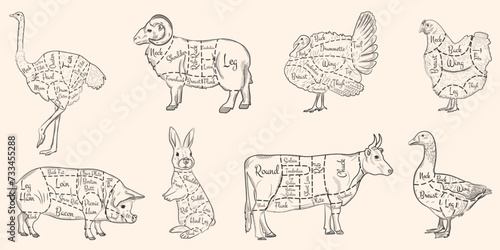 Meat cuts. Diagram of meat cuts of farm birds and animals. Hand drawn, vintage style hatching. Vector.