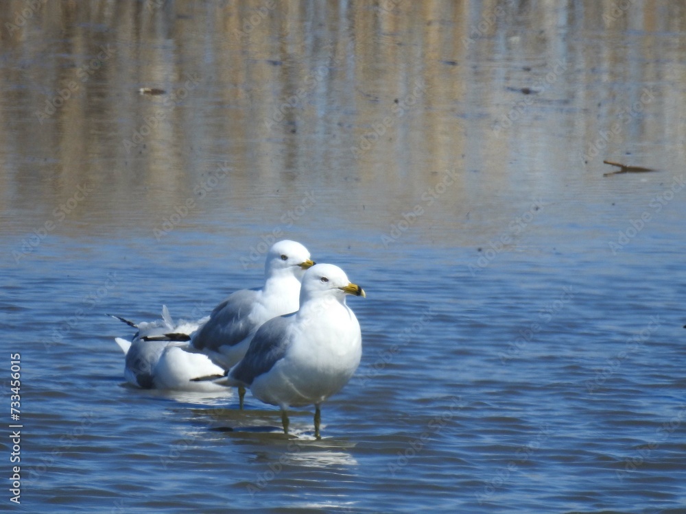 Ring-billed gulls enjoying a beautiful spring day at the Edwin b. Forsythe National Wildlife Refuge, Galloway, New Jersey. Ring-billed gulls enjoying a beautiful spring day at the Edwin b. Forsythe National Wildlife Refuge, Galloway, New Jersey.