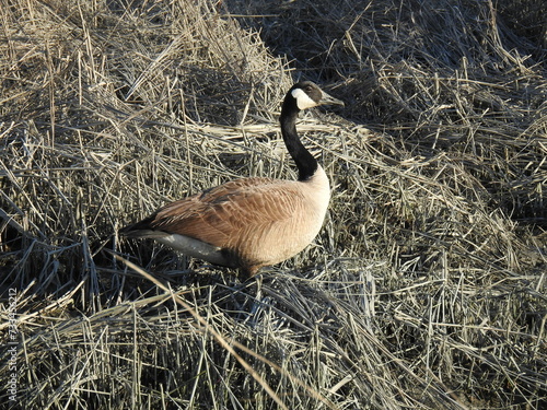 A Canadian goose standing in the grassy marshland of the Edwin b. Forsythe National Wildlife Refuge, Galloway, New Jersey.