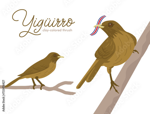 VECTORS. The Yiguirro, also known as the clay-colored thrush. National bird of Costa Rica (flag is removable)
