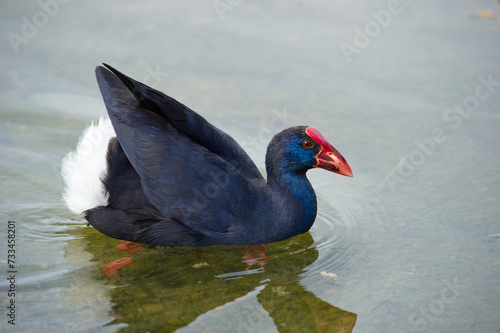 Foto Pollo sultano, Purple Swamphen, Talève sultane, Purpurhuhn (Porphyrio porphyrio)