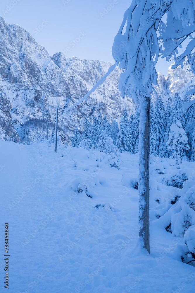 Snow-Covered Forest and Electric Poles during winter.Mountains in the background