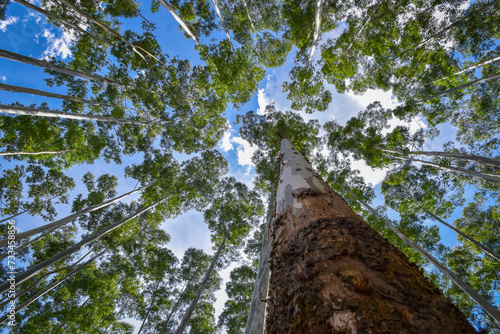 Eucalyptus plantation forest wood forestry