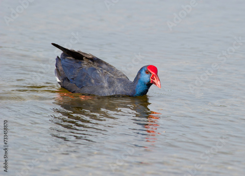 Foto Pollo sultano, Purple Swamphen, Talève sultane, Purpurhuhn (Porphyrio porphyrio)