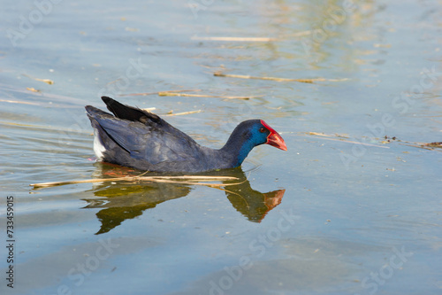 Schilderij op canvas Pollo sultano, Purple Swamphen, Talève sultane, Purpurhuhn (Porphyrio porphyrio)